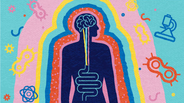 Na slici je prikazan crtež sa presekom ljudskog tela i sistemom za varenje.